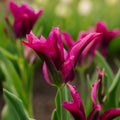 Tulipan 'Purple Doll'