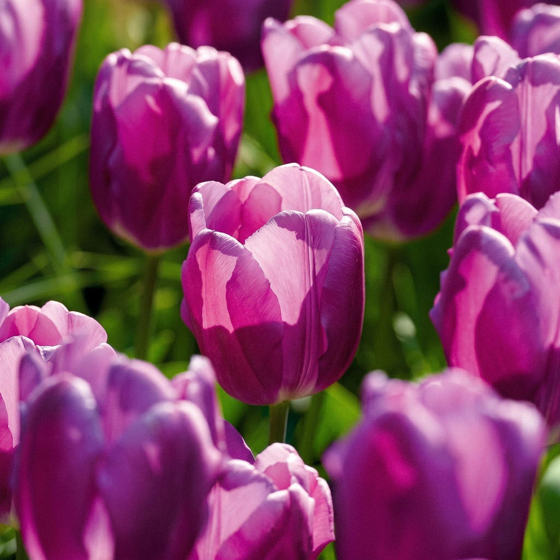 Tulipan 'Purple Flag'