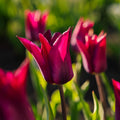 Tulipan 'Purple Heart'