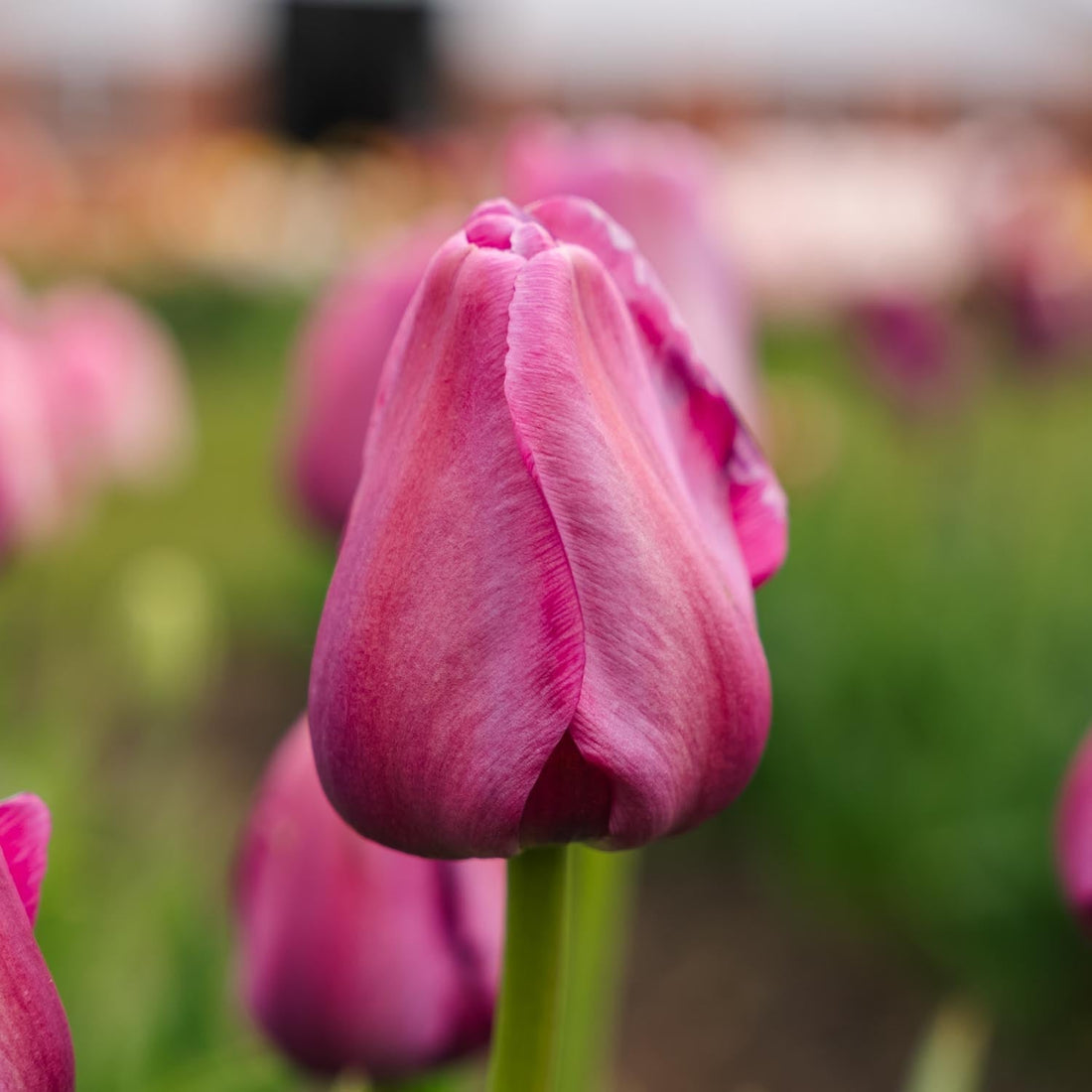 Tulipan 'Purple Pride'