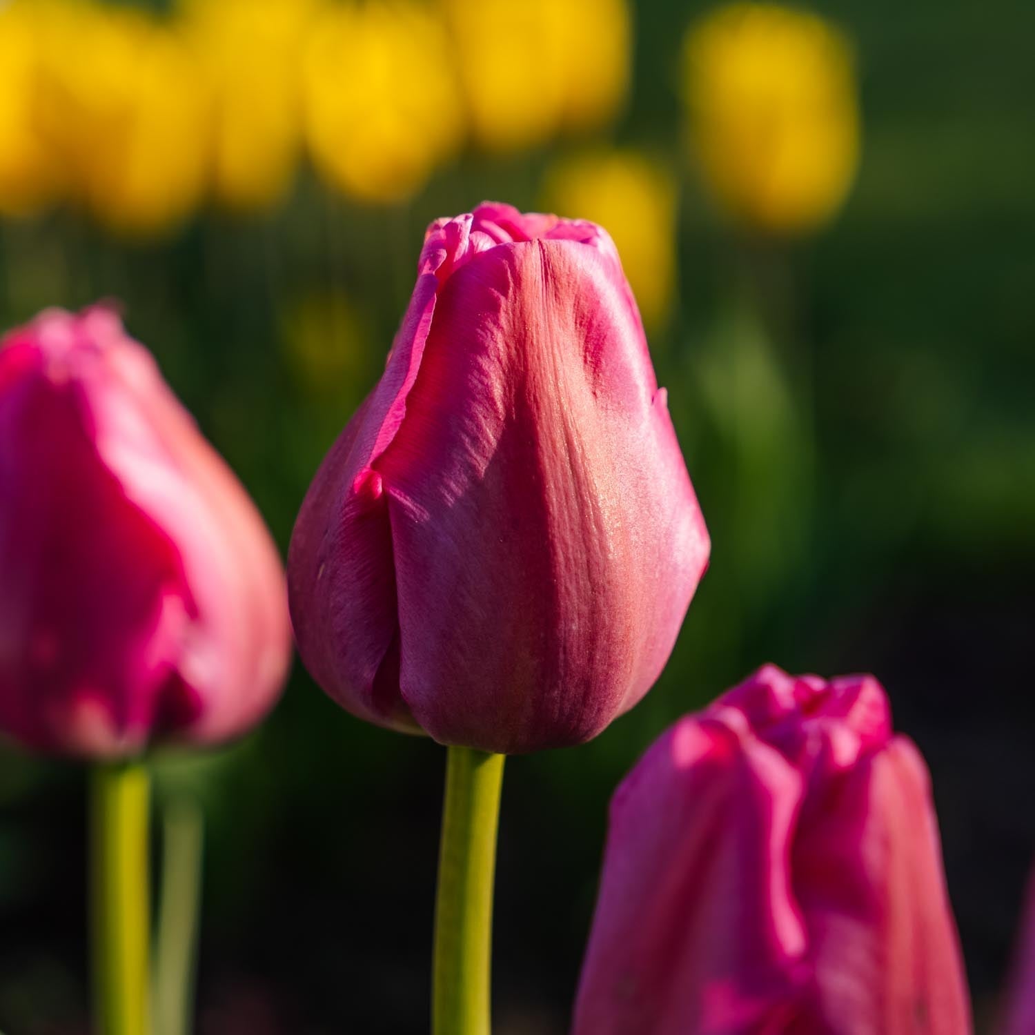 Tulipan 'Purple Pride'