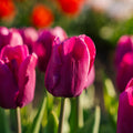 Tulipan 'Purple Prince'