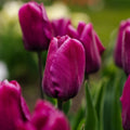 Tulipan 'Purple Prince'