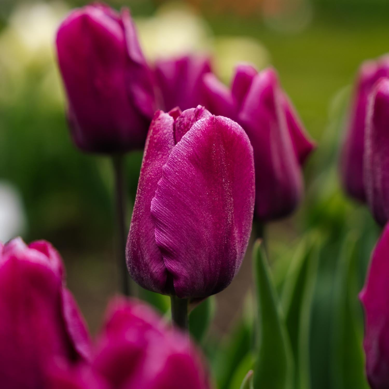 Tulipan 'Purple Prince'