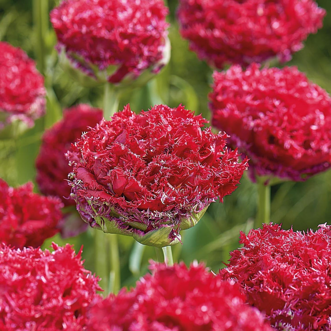 Tulipan 'Qatar'