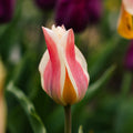 Tulipan 'Quebec'