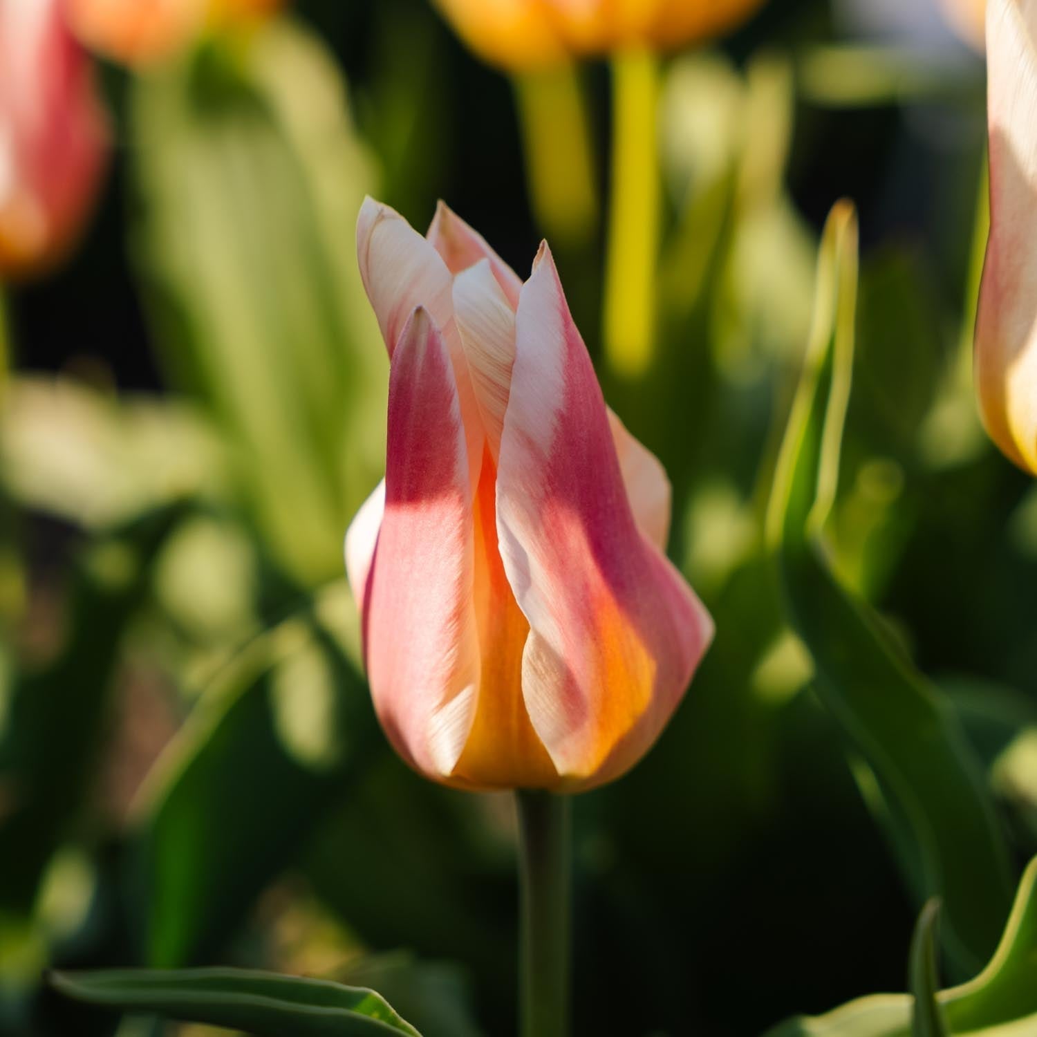 Tulipan 'Quebec'