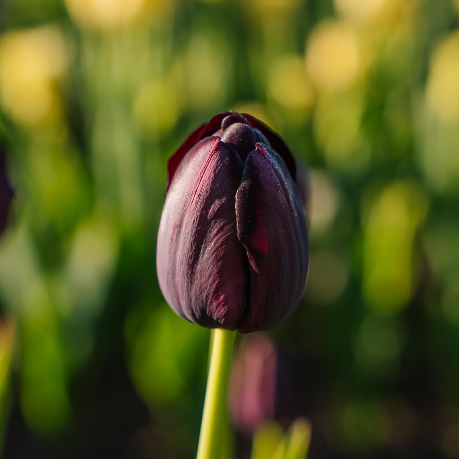 Tulipan 'Queen Of Night'