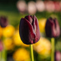 Tulipan 'Queen Of Night'
