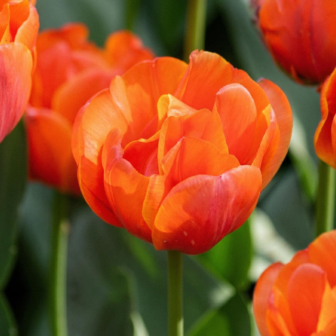 Tulipan 'Queensday'