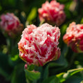 Tulipan 'Queensland'