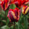 Tulipan 'Rasta Parrot'