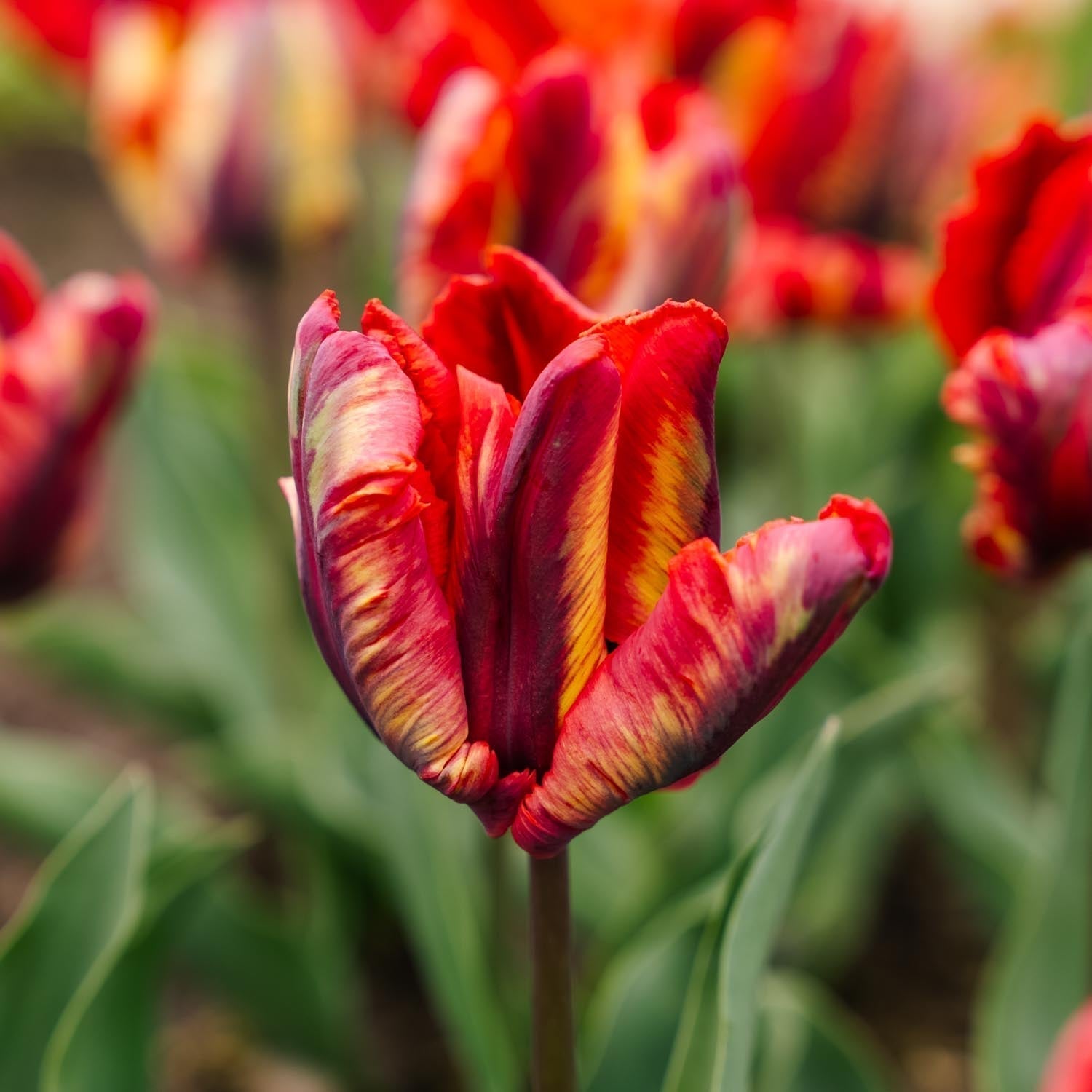 Tulipan 'Rasta Parrot'