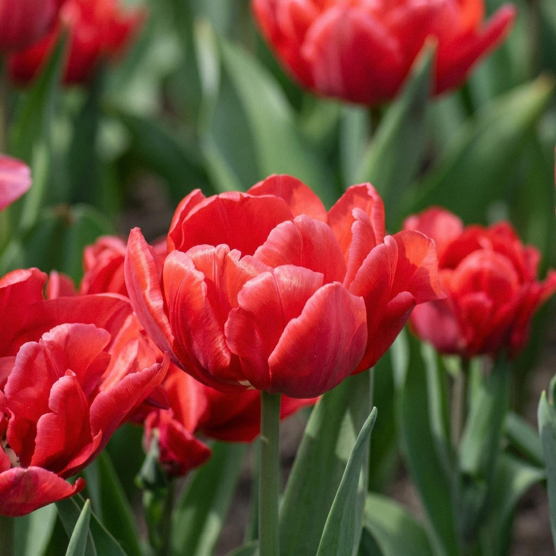Tulipan 'Red Foxtrot'