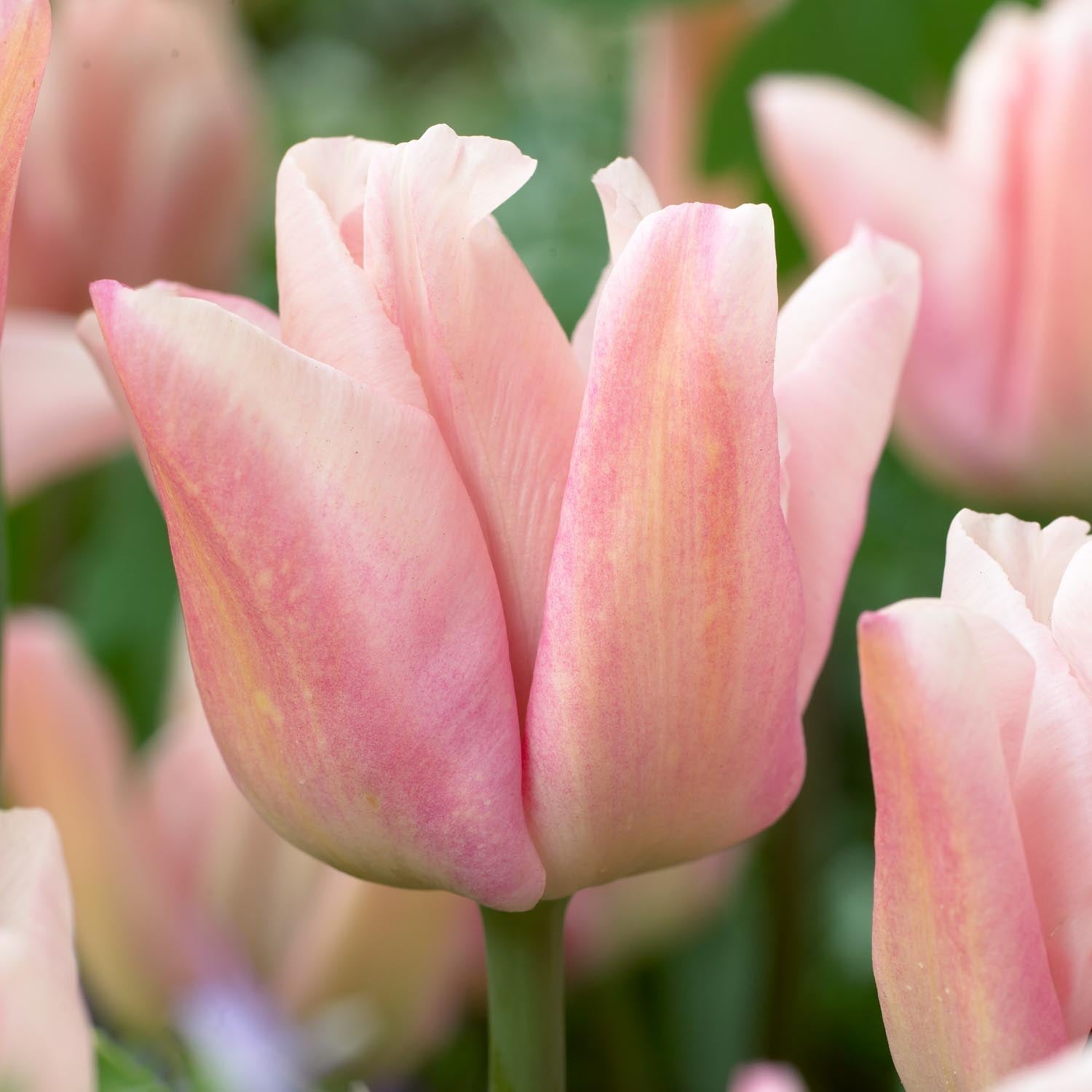 Tulipan 'Rejoyce'