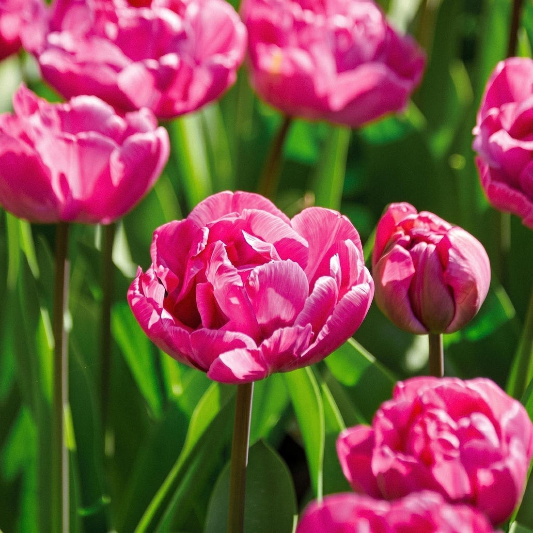 Tulipan 'Rosy Diamond'
