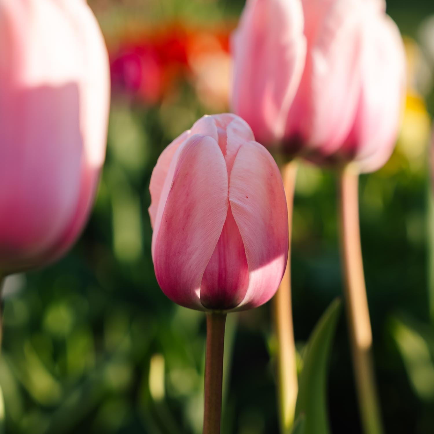 Tulipan 'Salmon Impression'