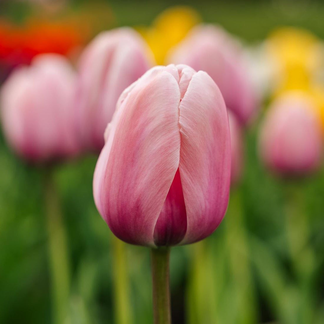 Tulipan 'Salmon Impression'