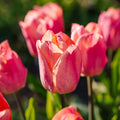 Tulipan 'Salmon Prince'