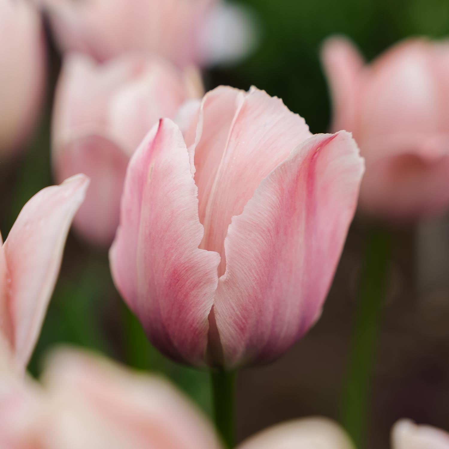Tulipan 'Salmon van Eijk'