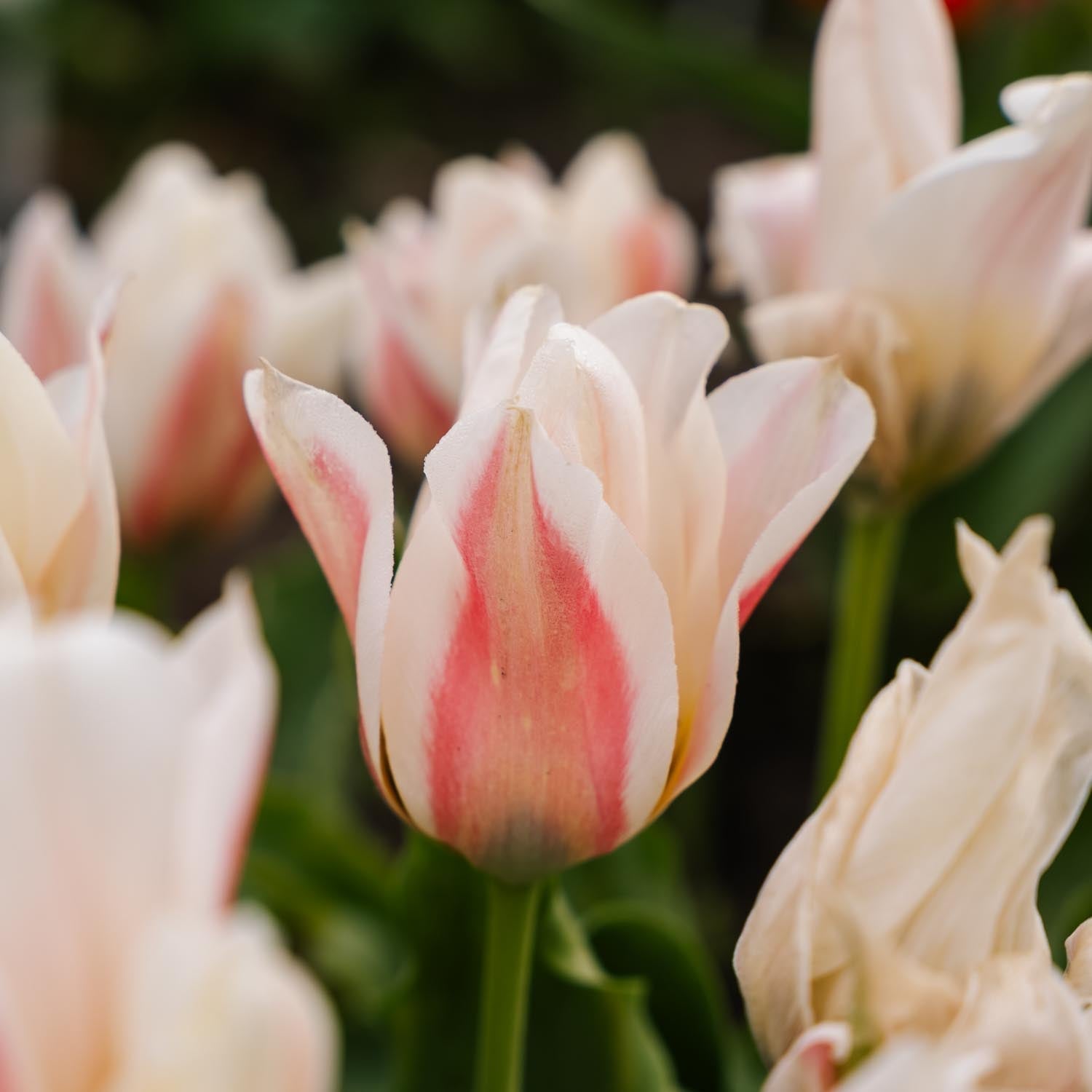 Tulipan 'Serano'