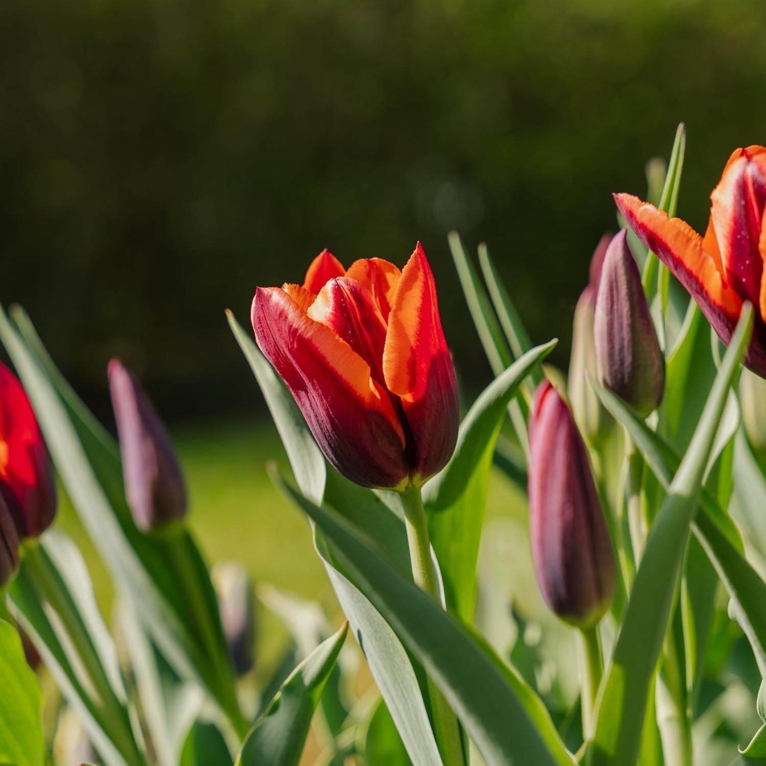 Tulipan 'Slawa'