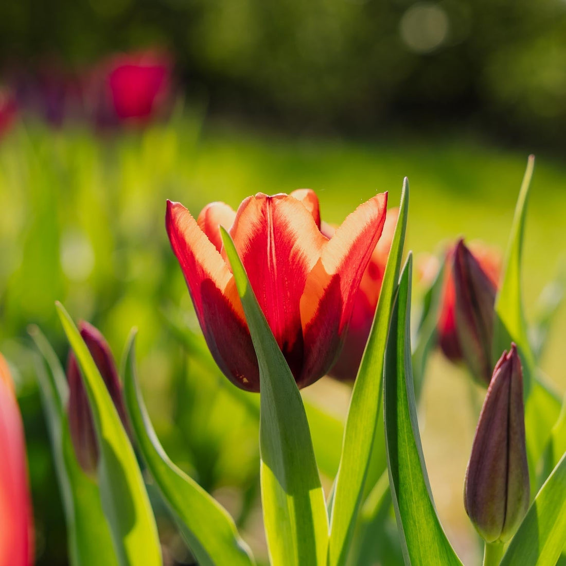 Tulipan 'Slawa'