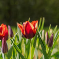 Tulipan 'Slawa'