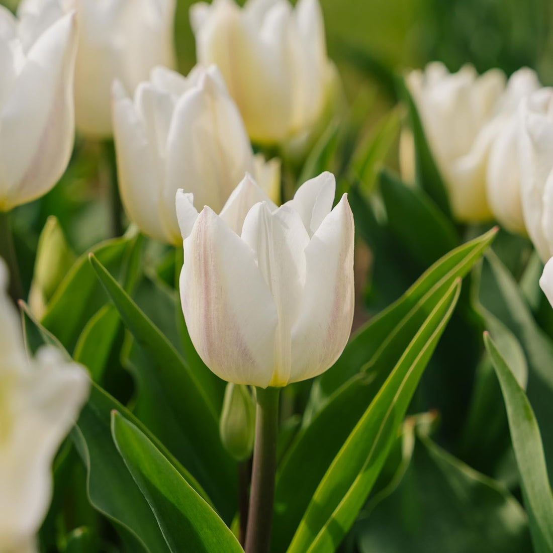 Tulipan 'Spring Green'