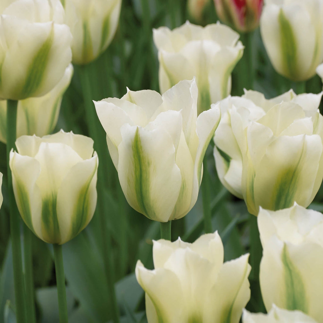 Tulipan 'Spring Green'