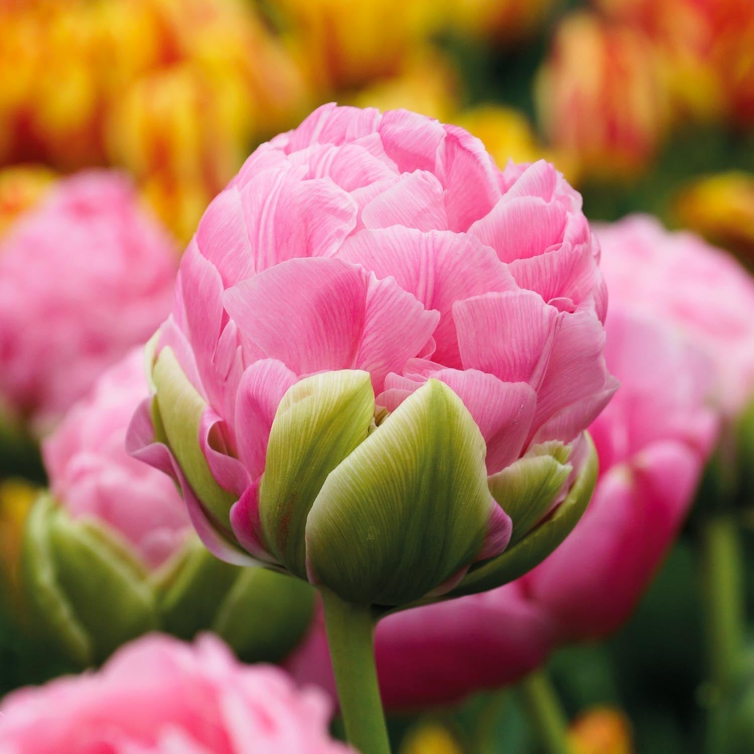 Tulipan 'Strawberry Cream'