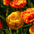 Tulipan 'Sunlover'