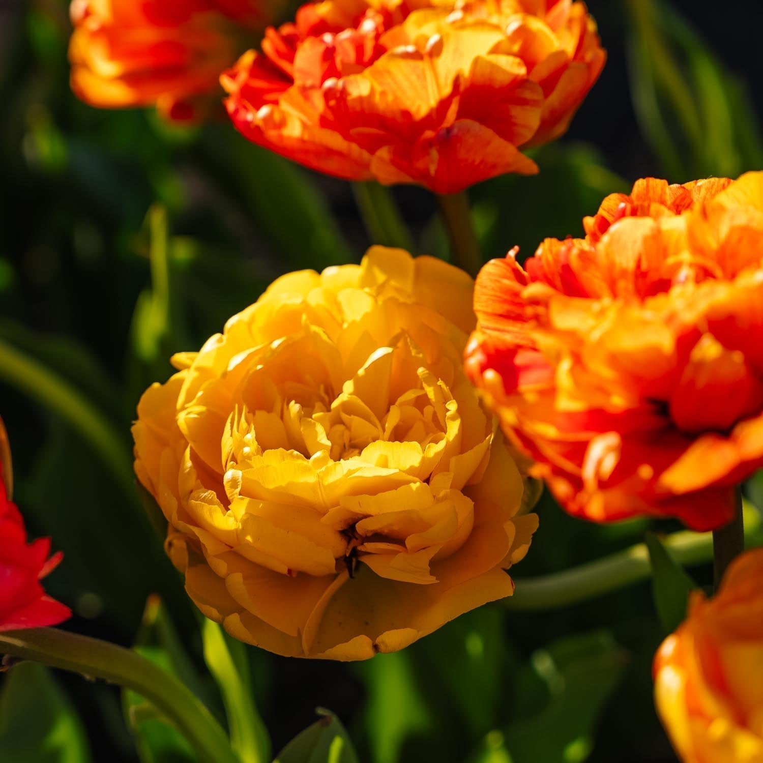 Tulipan 'Sunlover'