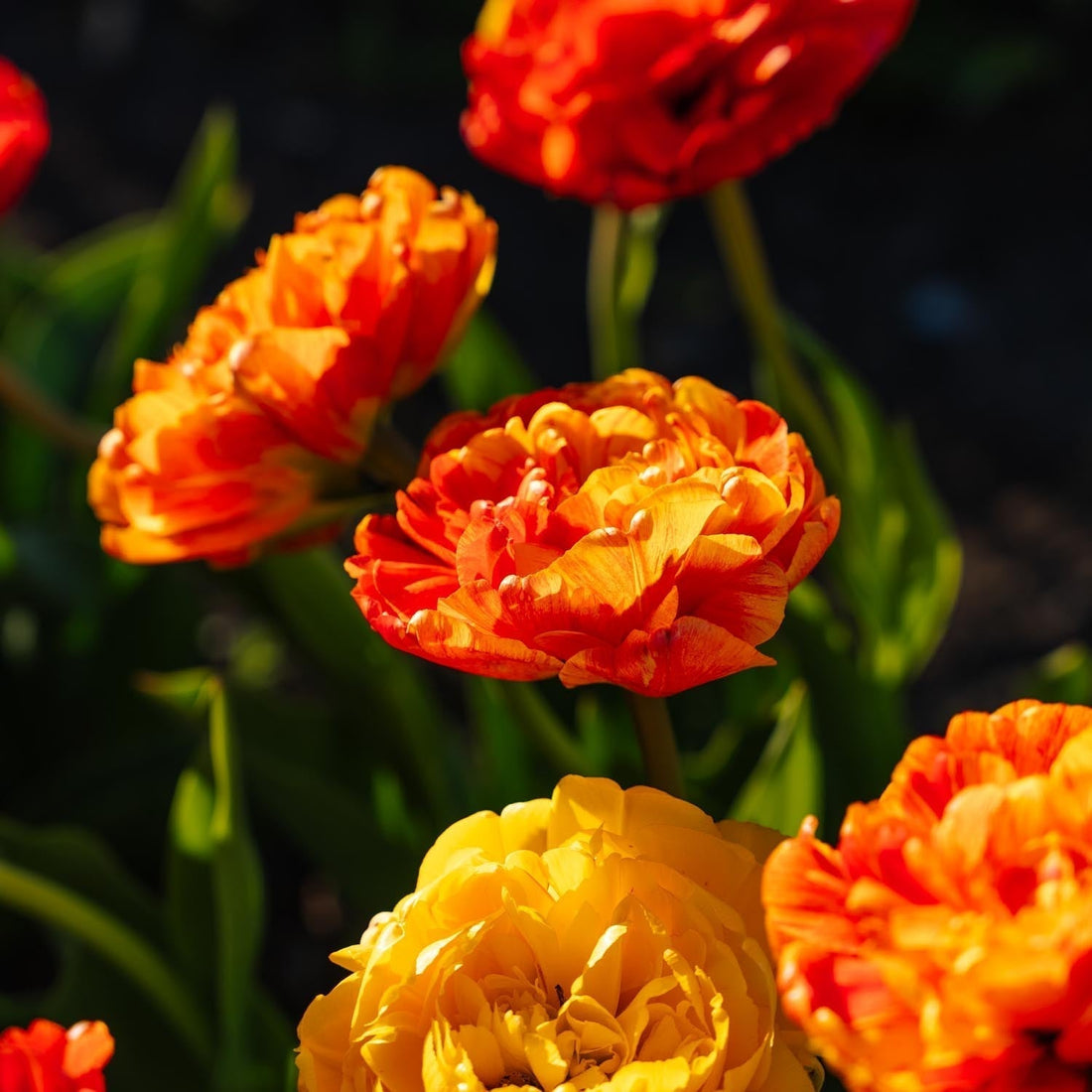 Tulipan 'Sunlover'