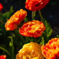 Tulipan 'Sunlover'