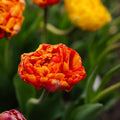Tulipan 'Sunlover'