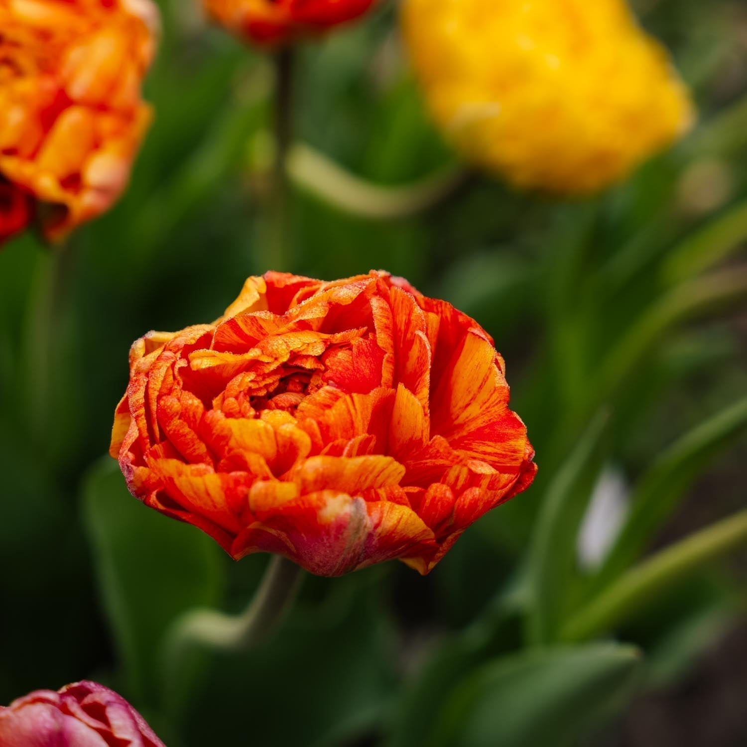 Tulipan 'Sunlover'