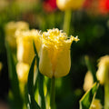 Tulipan 'Sunny Time'