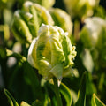 Tulipan 'Super Parrot'