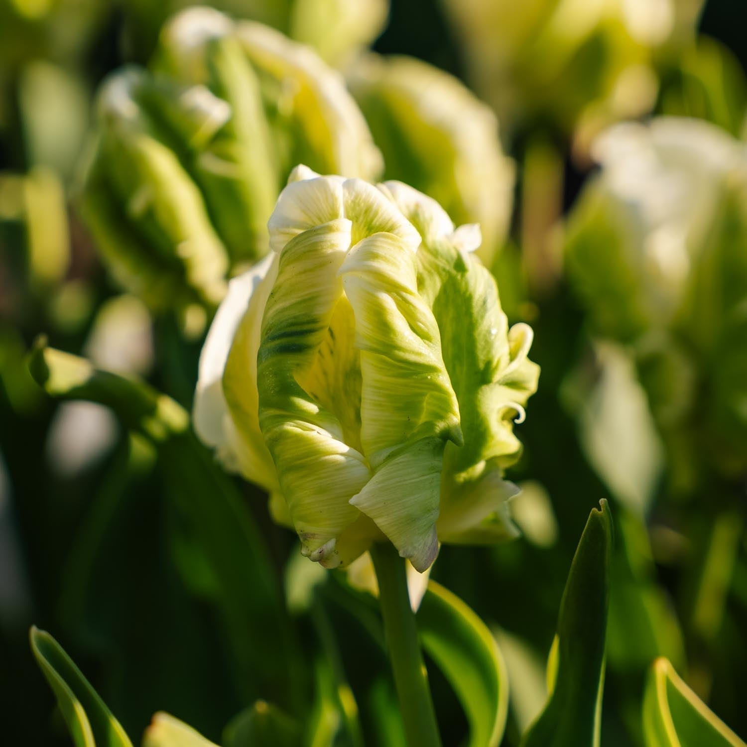 Tulipan 'Super Parrot'