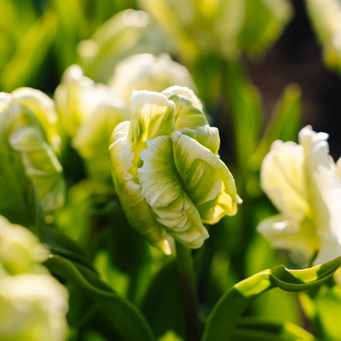 Tulipan 'Super Parrot'