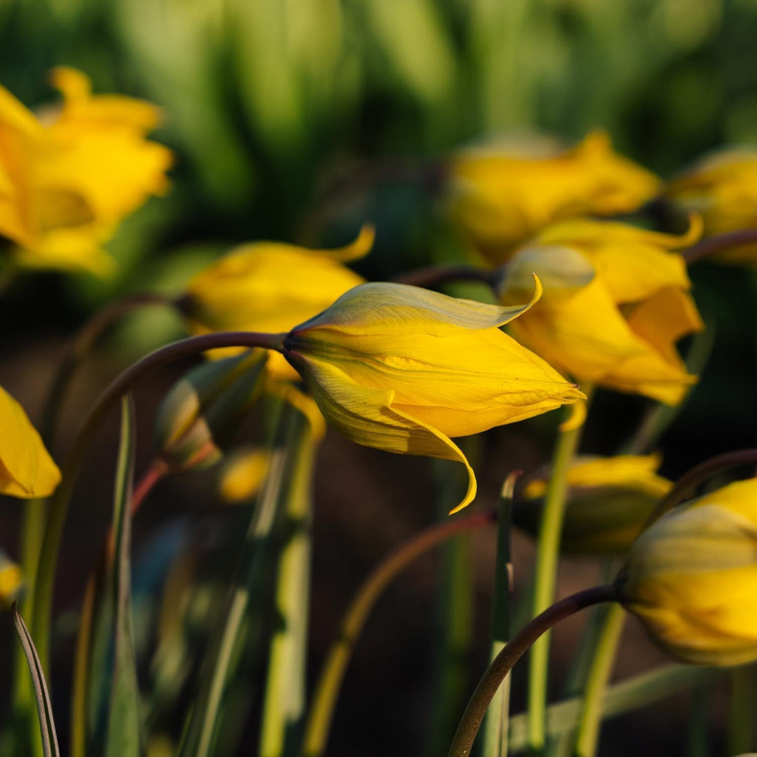 Tulipan 'Sylvestris'