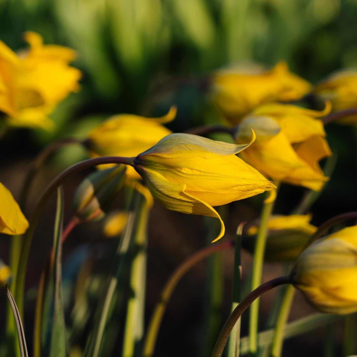 Tulipan 'Sylvestris'