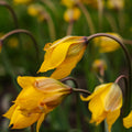 Tulipan 'Sylvestris'
