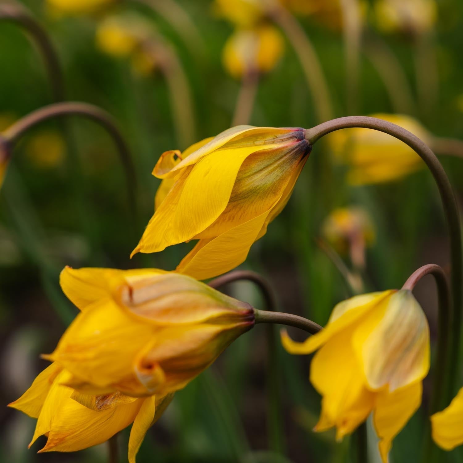 Tulipan 'Sylvestris'