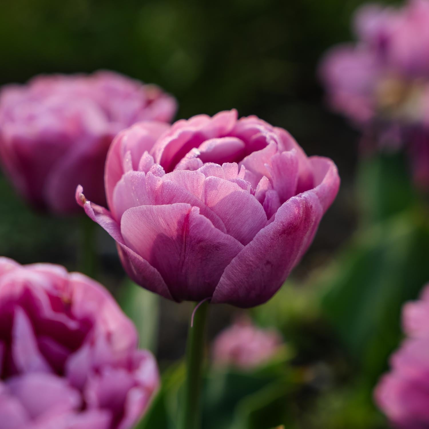 Tulipan 'Tabledance'