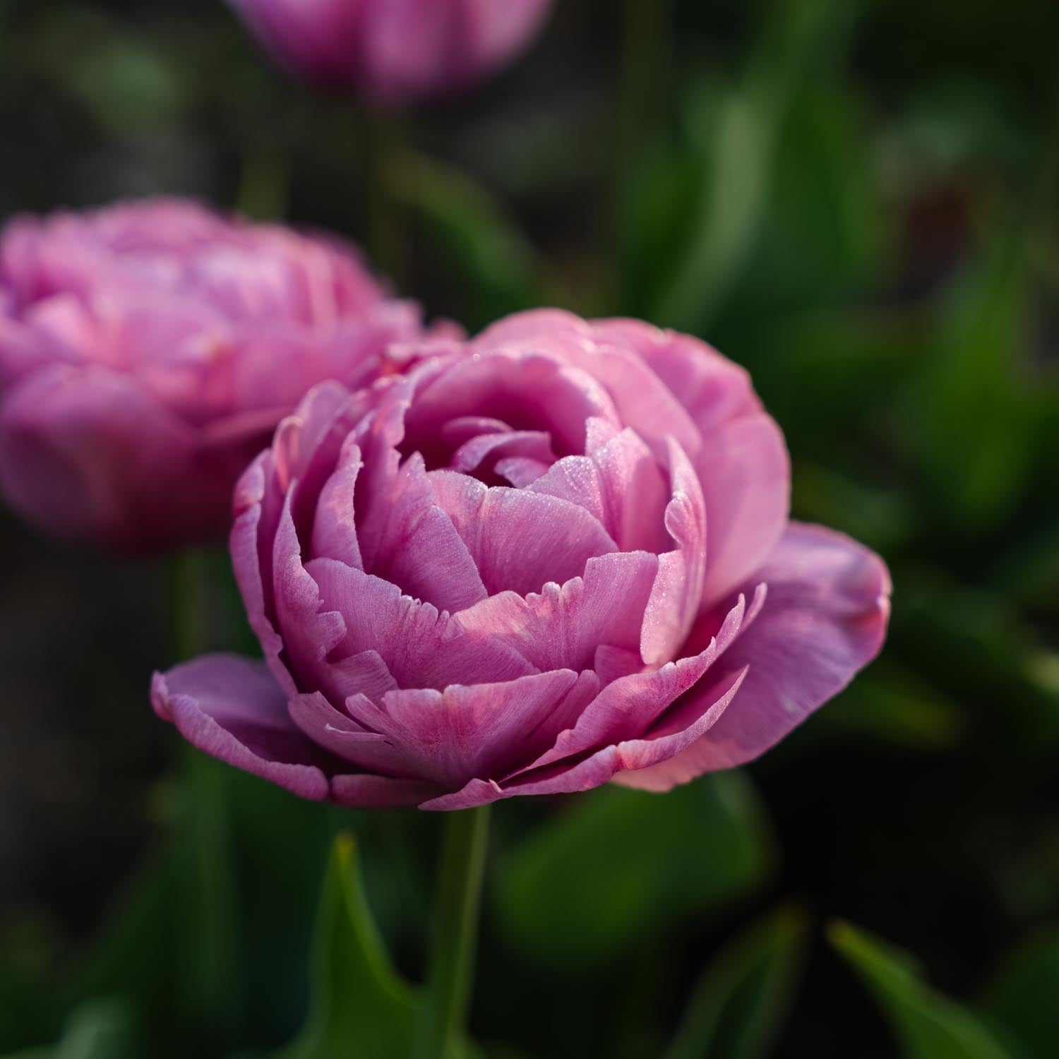 Tulipan 'Tabledance'