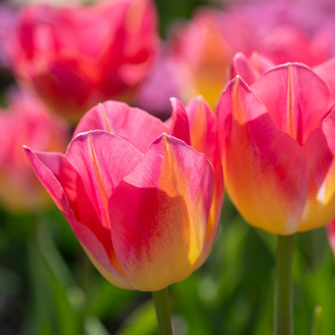 Tulipan 'Tom Pouce'