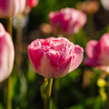 Tulipan 'Upstar'