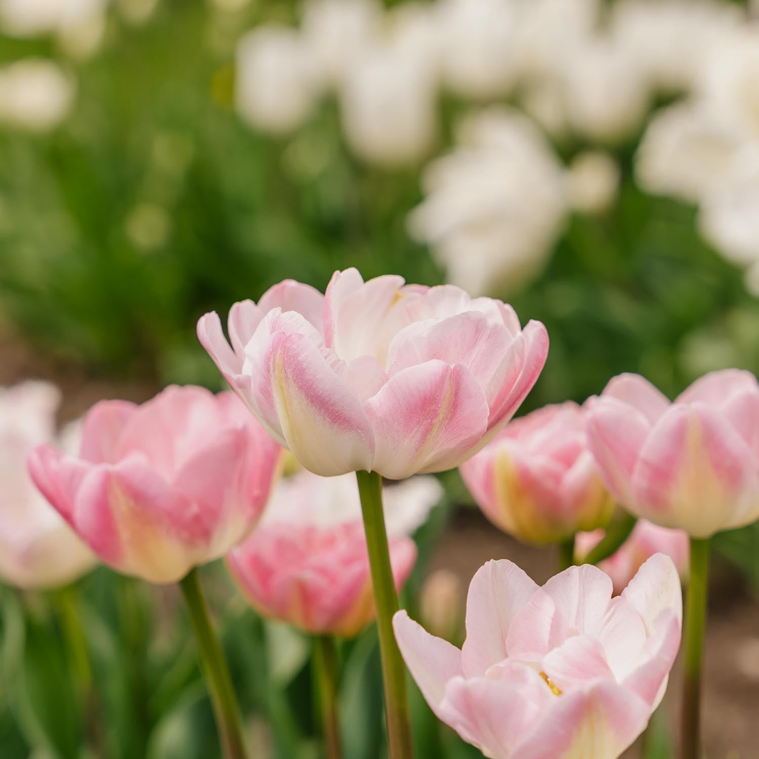 Tulipan 'Upstar'